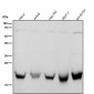 Anti-Rab4 RAB4A Rabbit Monoclonal Antibody