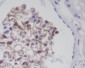 Anti-CD31 PECAM1 Rabbit Monoclonal Antibody