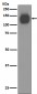 Anti-CD31 PECAM1 Rabbit Monoclonal Antibody