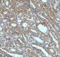 Anti-ASK1 MAP3K5 Rabbit Monoclonal Antibody