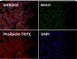 Anti-ASK1 MAP3K5 Rabbit Monoclonal Antibody