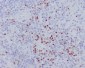 Anti-LEF1 Rabbit Monoclonal Antibody