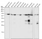 Anti-SHP1 PTPN6 Rabbit Monoclonal Antibody