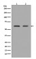 Anti-ELK1 Rabbit Monoclonal Antibody