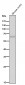 Anti-ELK1 Rabbit Monoclonal Antibody