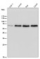 Anti-ELK1 Rabbit Monoclonal Antibody