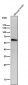 Anti-ELK1 Rabbit Monoclonal Antibody