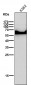 Anti-ELK1 Rabbit Monoclonal Antibody