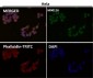 Anti-YAP1/Yap Rabbit Monoclonal Antibody