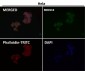 Anti-YAP1/Yap Rabbit Monoclonal Antibody