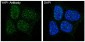 Anti-YAP1/Yap Rabbit Monoclonal Antibody