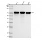 Anti-YAP1/Yap Rabbit Monoclonal Antibody