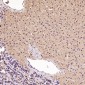 Anti-CDK5 Rabbit Monoclonal Antibody