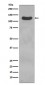 Anti-CD31 PECAM1 Rabbit Monoclonal Antibody