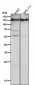 Anti-CD31 PECAM1 Rabbit Monoclonal Antibody