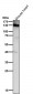 Anti-CD31 PECAM1 Rabbit Monoclonal Antibody