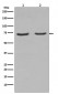 Anti-NGFR/P75 Rabbit Monoclonal Antibody