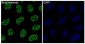 Anti-Brd4 Rabbit Monoclonal Antibody