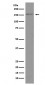 Anti-Brd4 Rabbit Monoclonal Antibody