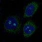 Anti-PUMA BBC3 Rabbit Monoclonal Antibody