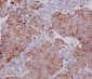 Anti-PUMA BBC3 Rabbit Monoclonal Antibody