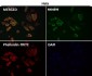 Anti-PUMA BBC3 Rabbit Monoclonal Antibody