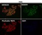 Anti-PUMA BBC3 Rabbit Monoclonal Antibody