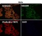 Anti-PUMA BBC3 Rabbit Monoclonal Antibody