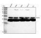 Anti-PUMA BBC3 Rabbit Monoclonal Antibody