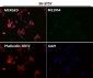 Anti-NeuN RBFOX3 Rabbit Monoclonal Antibody