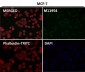 Anti-NeuN RBFOX3 Rabbit Monoclonal Antibody