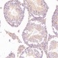 Anti-NeuN RBFOX3 Rabbit Monoclonal Antibody