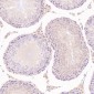 Anti-NeuN RBFOX3 Rabbit Monoclonal Antibody