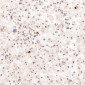 Anti-NeuN RBFOX3 Rabbit Monoclonal Antibody