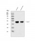 Anti-NeuN RBFOX3 Rabbit Monoclonal Antibody