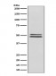 Anti-NeuN RBFOX3 Rabbit Monoclonal Antibody