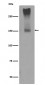 Anti-GRM5/Mglur5 Rabbit Monoclonal Antibody