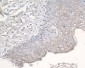 Anti-CCR3 Rabbit Monoclonal Antibody