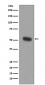 Anti-TPH1/Tph Rabbit Monoclonal Antibody