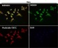 Anti-COX2 PTGS2 Rabbit Monoclonal Antibody