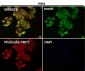 Anti-COX2 PTGS2 Rabbit Monoclonal Antibody