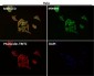 Anti-COX2 PTGS2 Rabbit Monoclonal Antibody