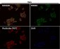 Anti-COX2 PTGS2 Rabbit Monoclonal Antibody