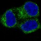 Anti-COX2 PTGS2 Rabbit Monoclonal Antibody