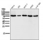 Anti-COX2 PTGS2 Rabbit Monoclonal Antibody