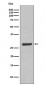 Anti-AQP5 Rabbit Monoclonal Antibody