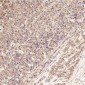 Anti-JNK2 MAPK9 Rabbit Monoclonal Antibody