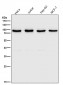 Anti-Ku80 XRCC5 Rabbit Monoclonal Antibody