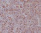 Anti-IRF7 Rabbit Monoclonal Antibody