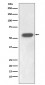 Anti-IRF7 Rabbit Monoclonal Antibody